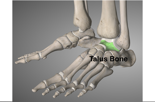 Talus 1